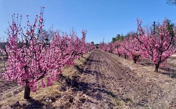 peach orchard