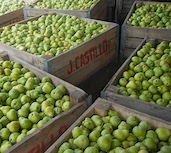pears