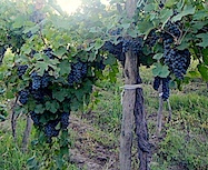 grapes