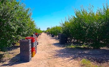 vineyard